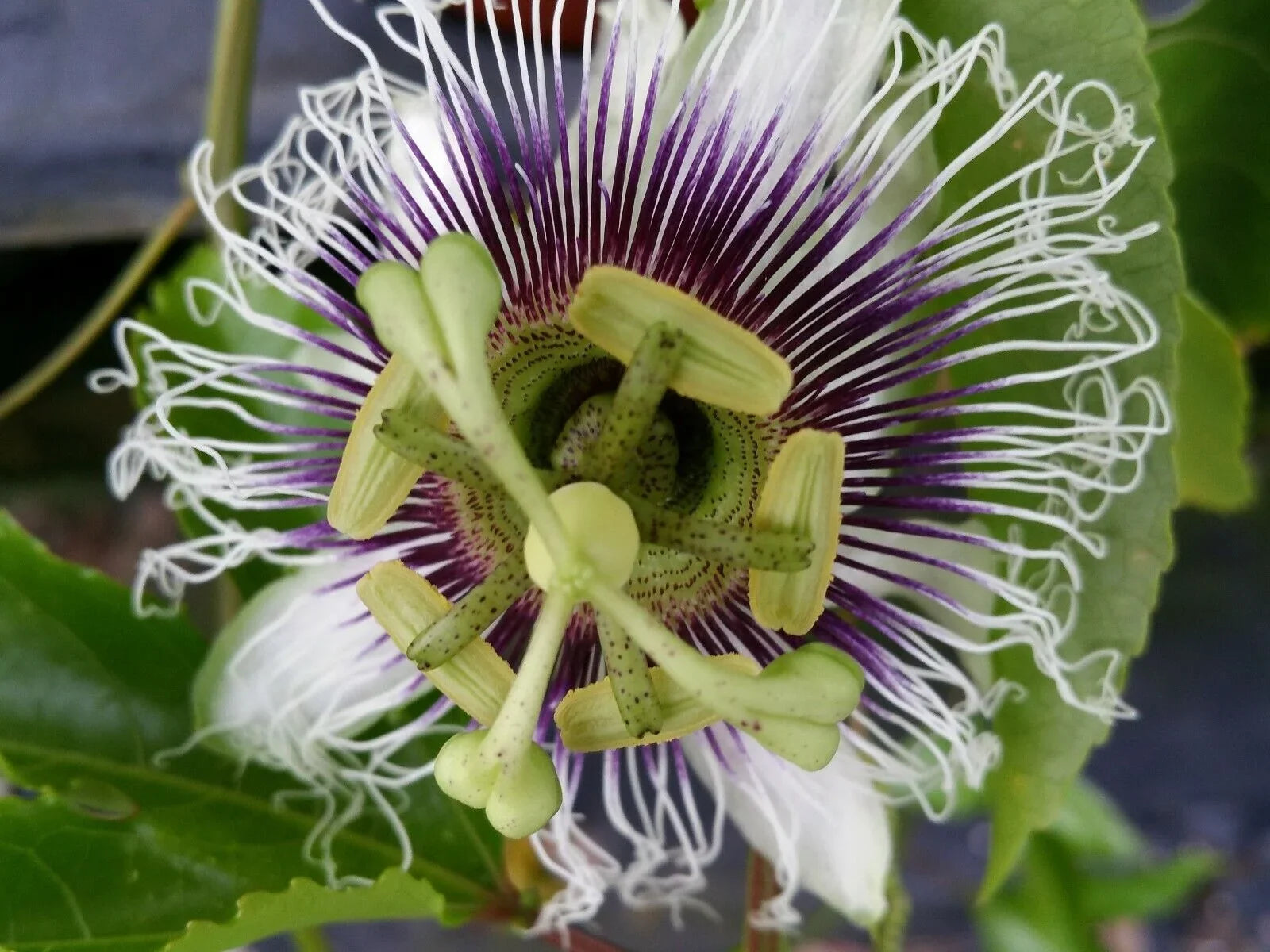 ~POSizeSizeUM PURPLE Passion Fruit~Live Sizetarter Plant ~Passiflora edulis~ Sizeelf Fertile