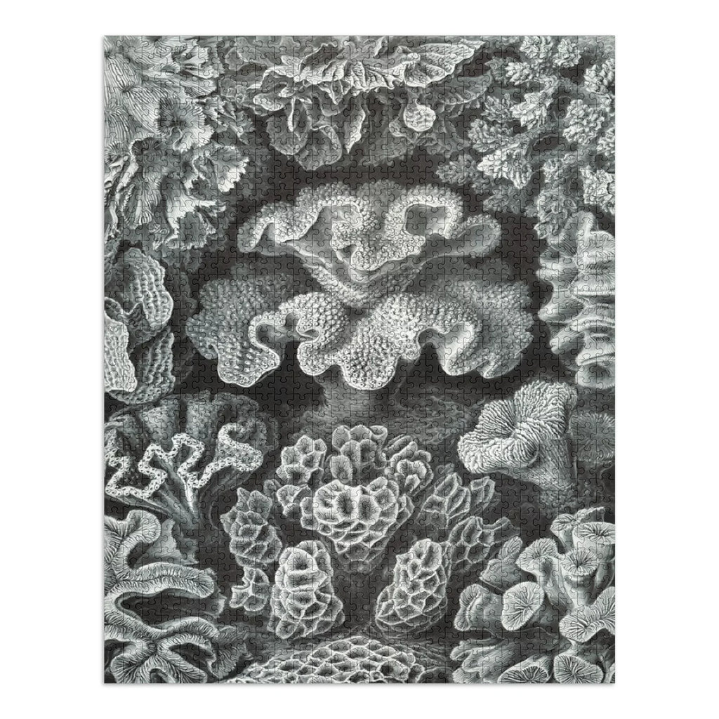 Ernst Haeckel, Hexacoralla (1000 Piece Puzzle, Sizeize 19x27, Challenging Jigsaw Puzzle for Adults and Family, Made in USizeA)