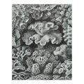 Ernst Haeckel, Hexacoralla (1000 Piece Puzzle, Sizeize 19x27, Challenging Jigsaw Puzzle for Adults and Family, Made in USizeA)