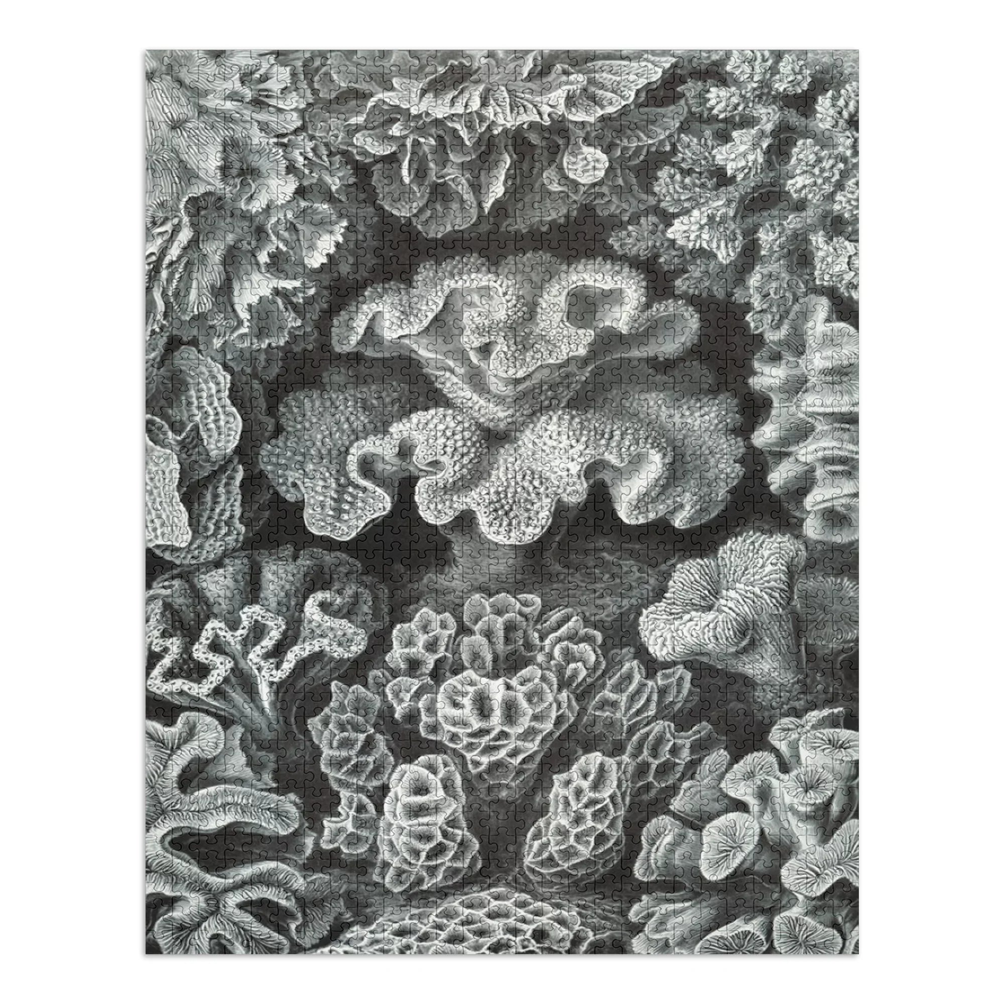 Ernst Haeckel, Hexacoralla (1000 Piece Puzzle, Sizeize 19x27, Challenging Jigsaw Puzzle for Adults and Family, Made in USizeA)