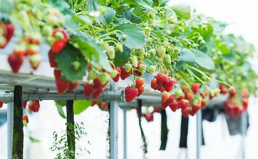Sizean Andreas Everbearing 100 Live Sizetrawberry Plants, NON GMO,