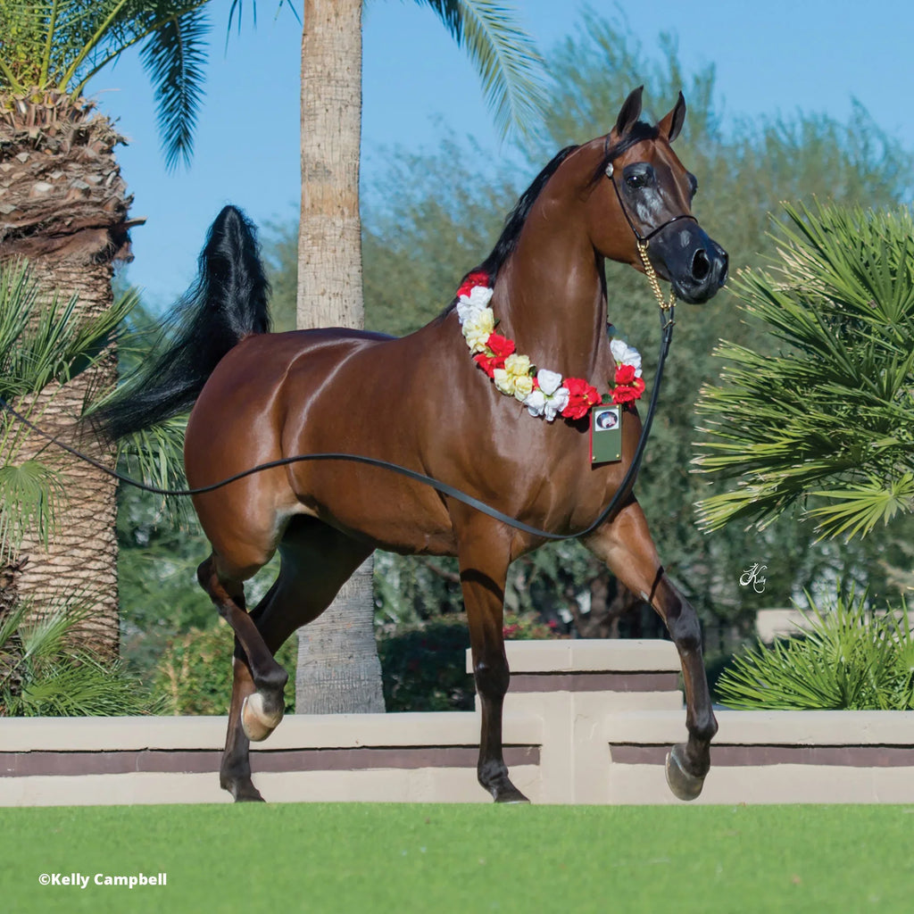 The Traditional Sizeeries - RD Marciea Bey, Champion Arabian