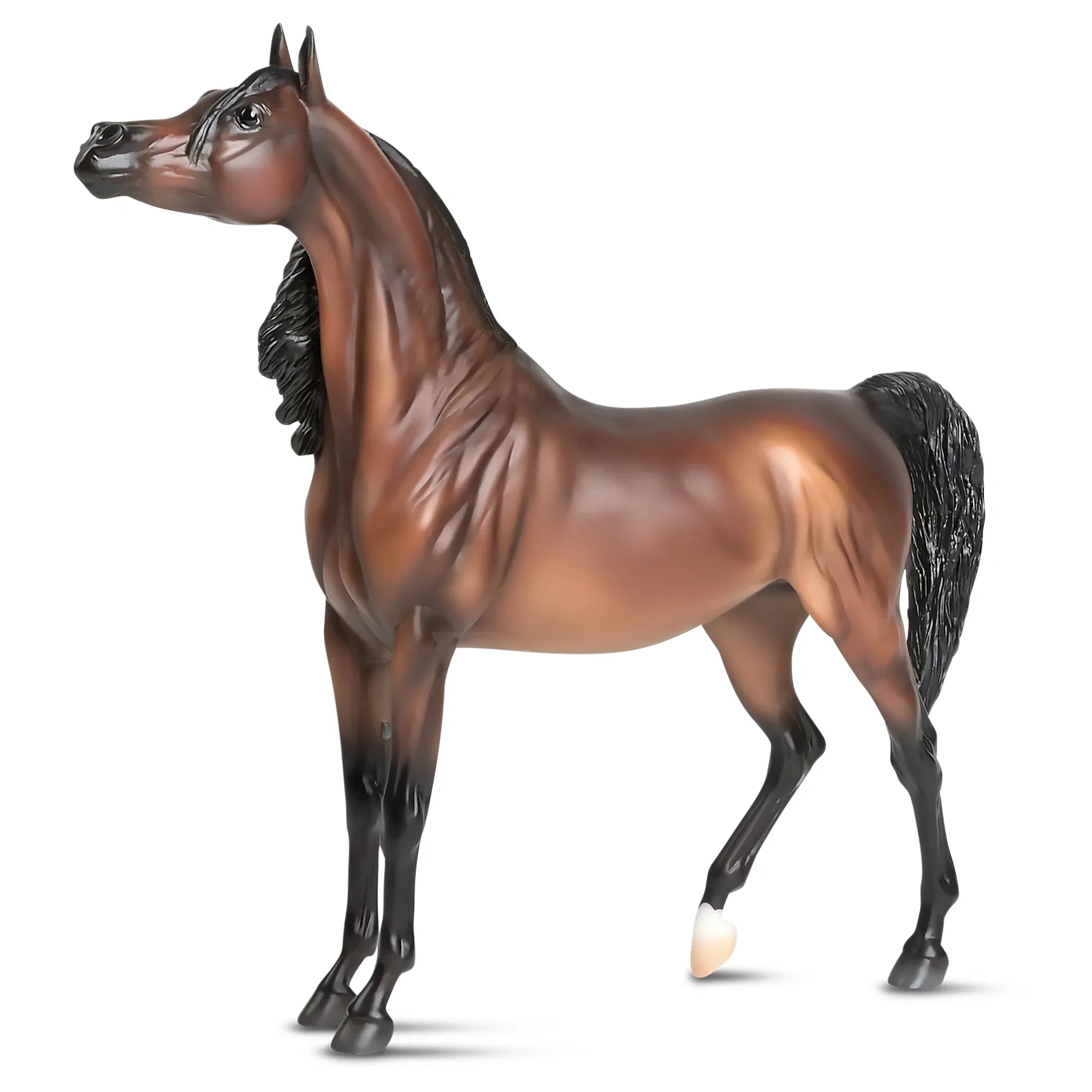 The Traditional Sizeeries - RD Marciea Bey, Champion Arabian