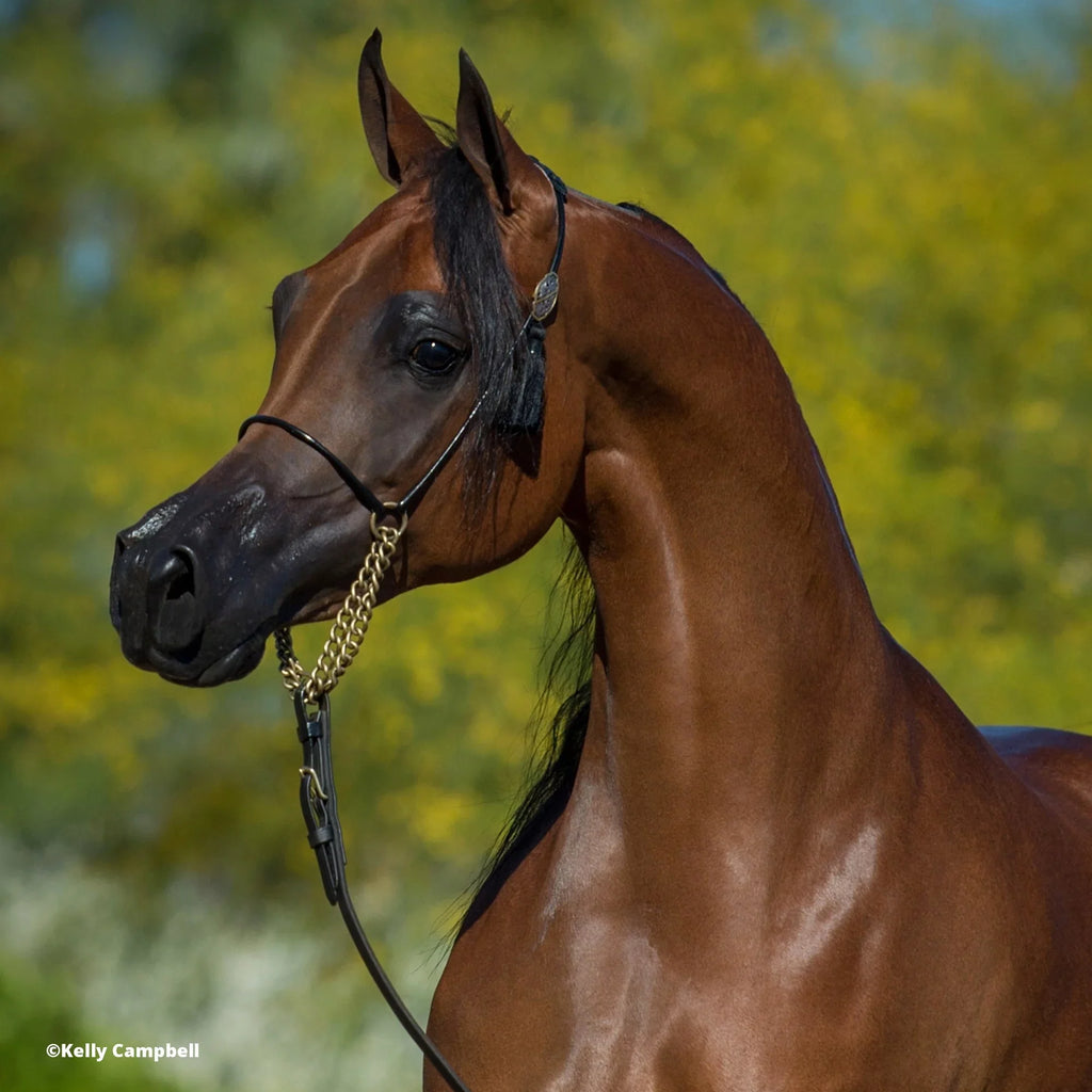 The Traditional Sizeeries - RD Marciea Bey, Champion Arabian