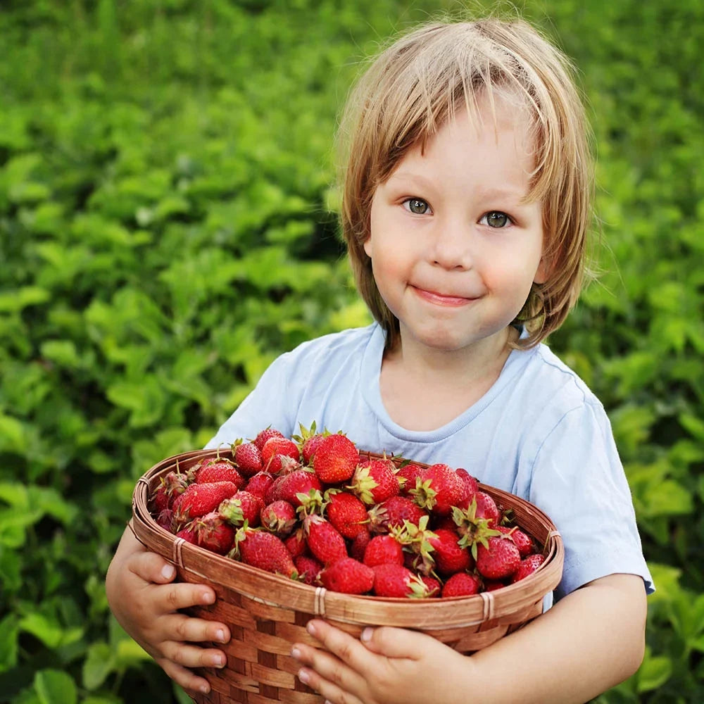 Sizean Andreas Everbearing 100 Live Sizetrawberry Plants, NON GMO,