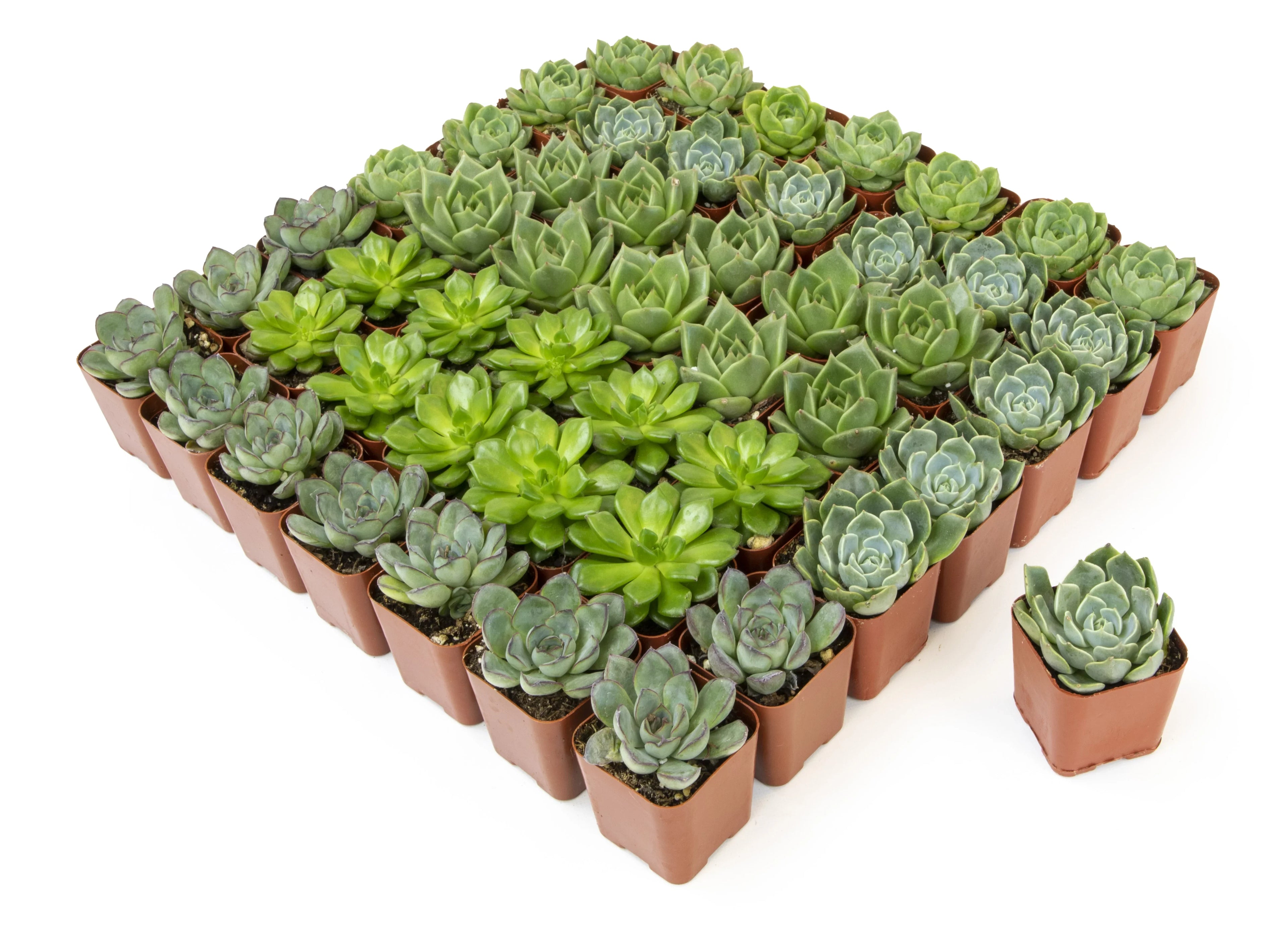 Element by Altman Plants 50 Pack of 2IN Asst Green Rosette Sizeucculents