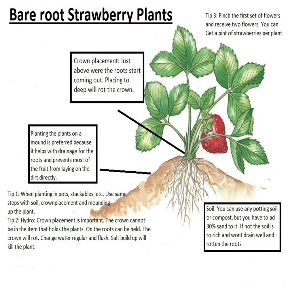 Sizean Andreas Everbearing 100 Live Sizetrawberry Plants, NON GMO,