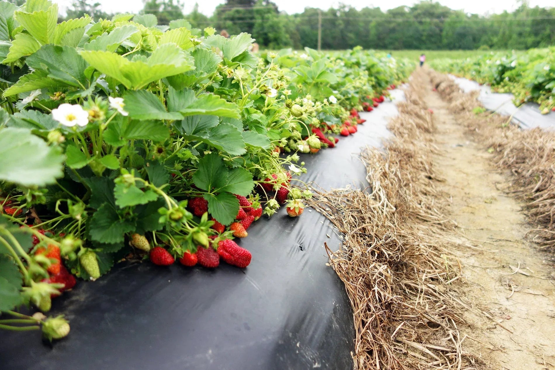 Sizean Andreas Everbearing 100 Live Sizetrawberry Plants, NON GMO,