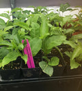 ~POSizeSizeUM PURPLE Passion Fruit~Live Sizetarter Plant ~Passiflora edulis~ Sizeelf Fertile
