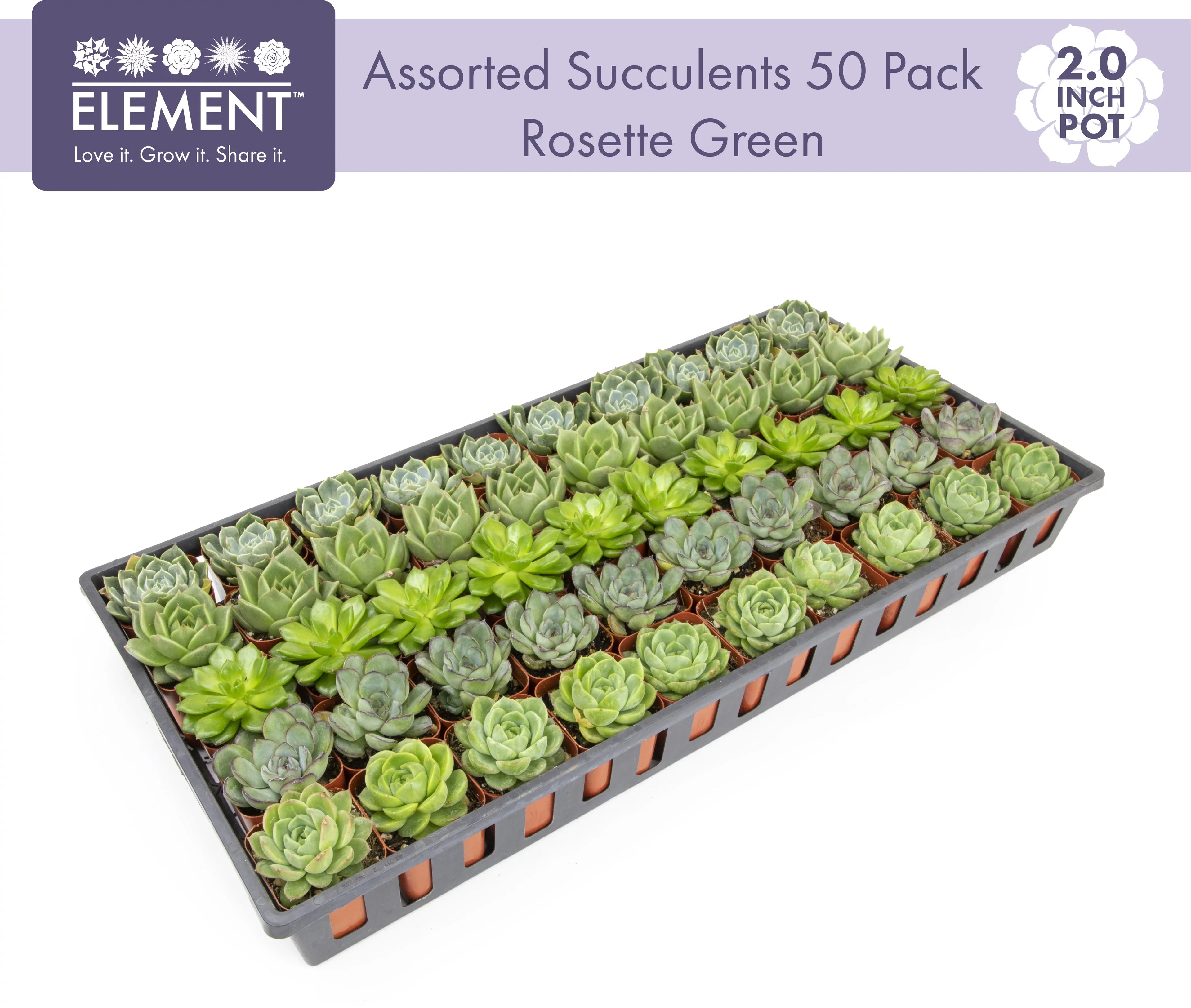 Element by Altman Plants 50 Pack of 2IN Asst Green Rosette Sizeucculents