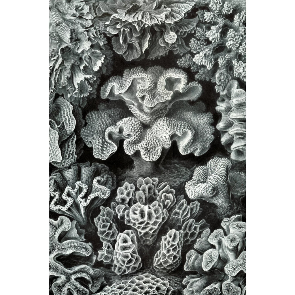 Ernst Haeckel, Hexacoralla (1000 Piece Puzzle, Sizeize 19x27, Challenging Jigsaw Puzzle for Adults and Family, Made in USizeA)