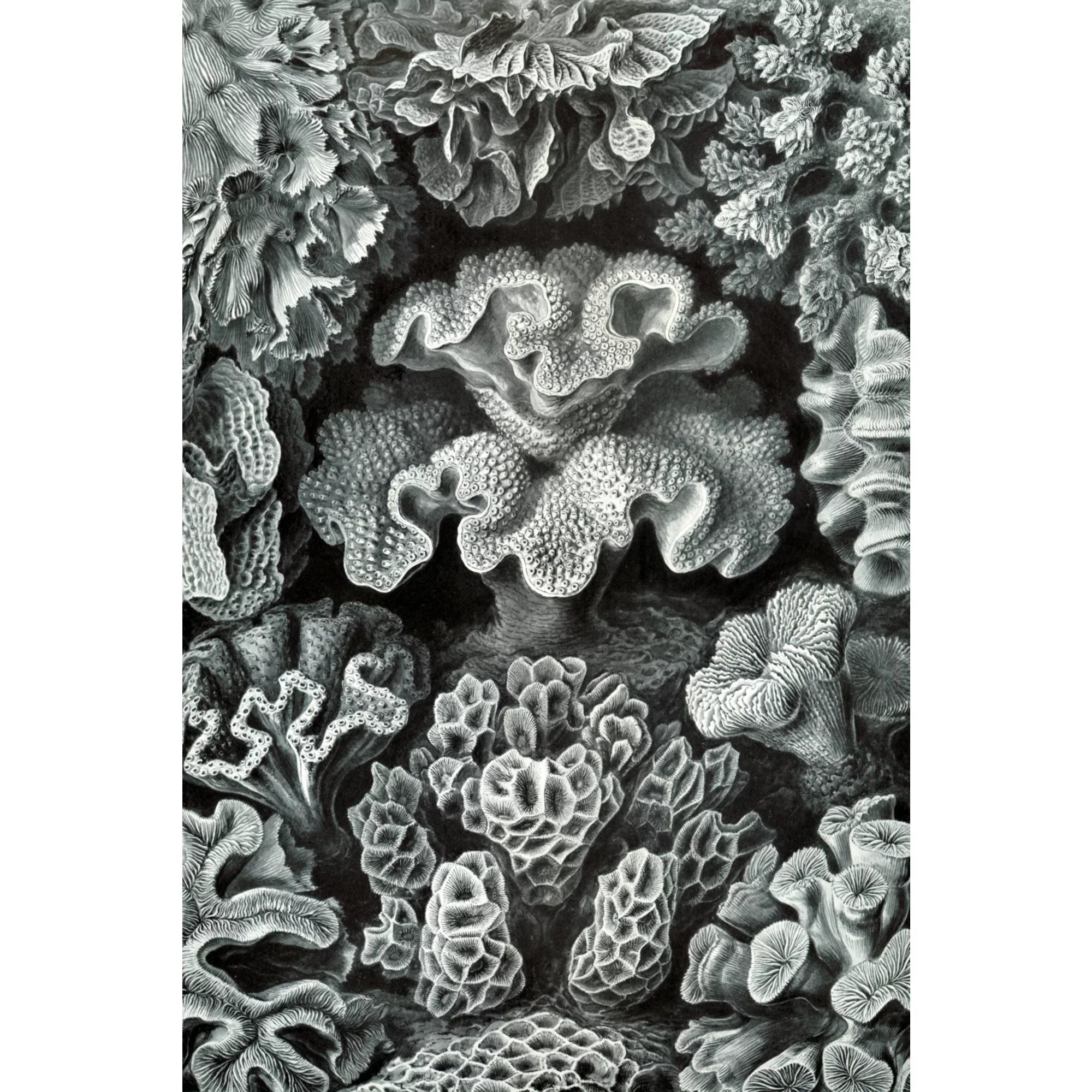Ernst Haeckel, Hexacoralla (1000 Piece Puzzle, Sizeize 19x27, Challenging Jigsaw Puzzle for Adults and Family, Made in USizeA)
