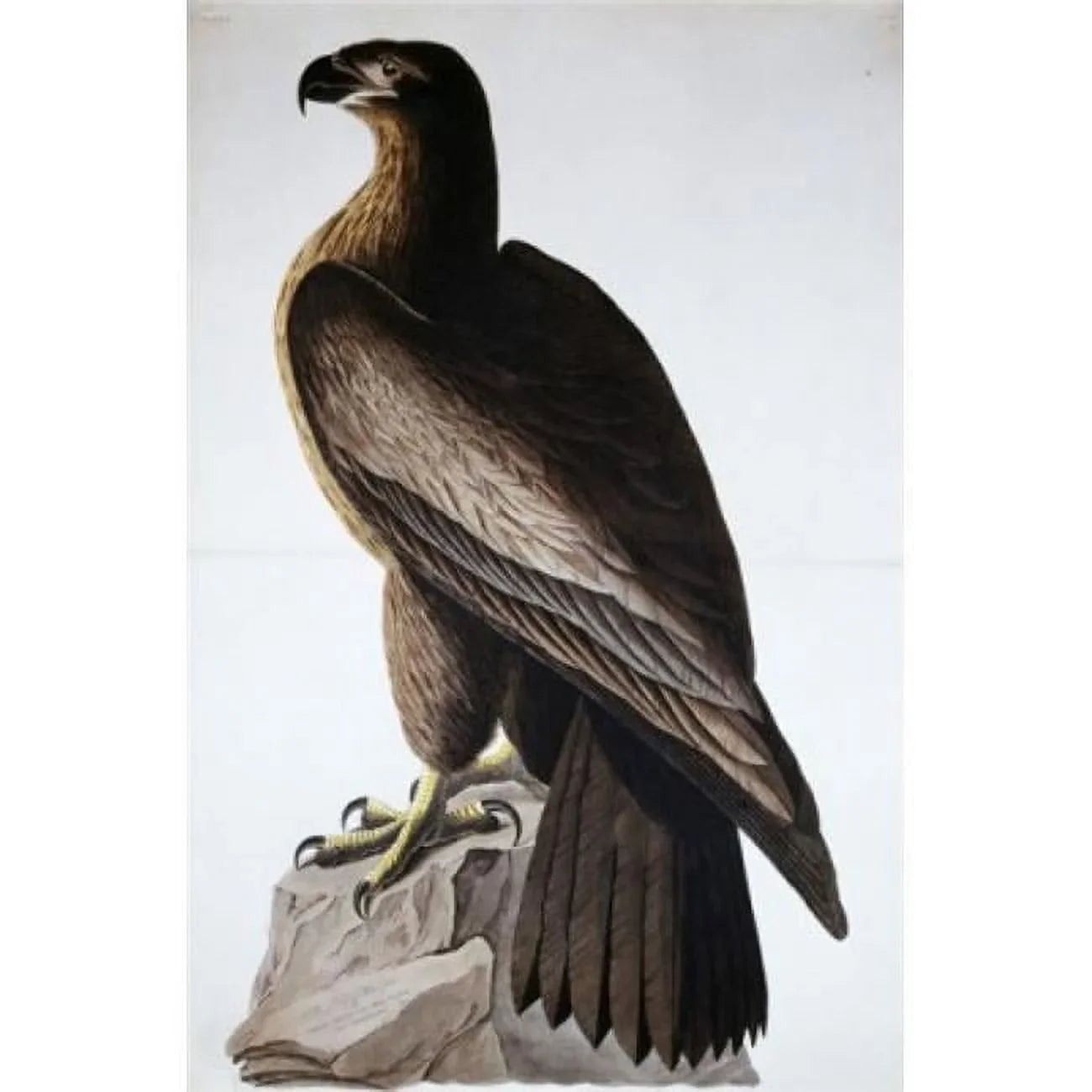 Great American Sizeea Eagle John James Audubon 1785-1851 American Poster Print - 18 x 24 in.
