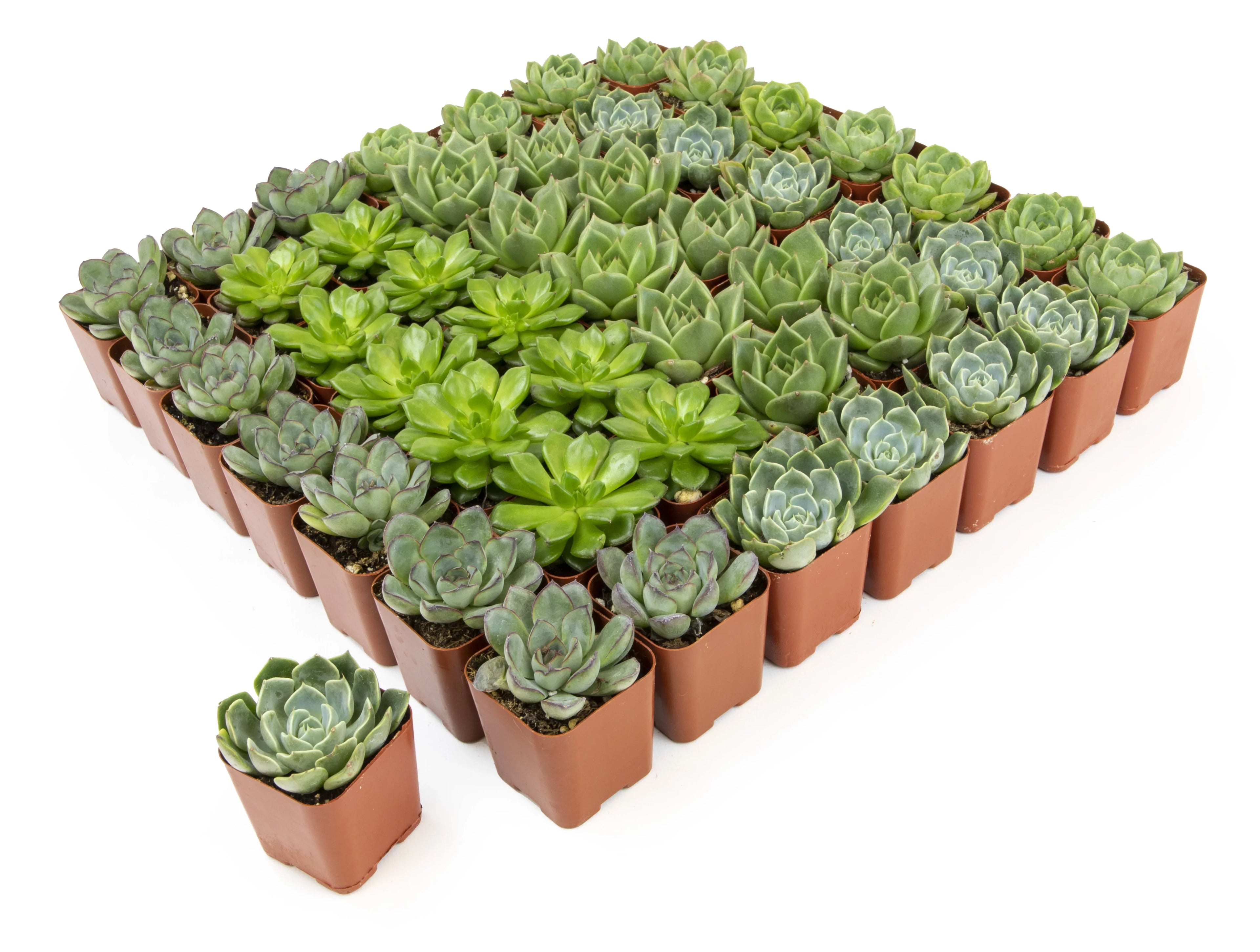 Element by Altman Plants 50 Pack of 2IN Asst Green Rosette Sizeucculents