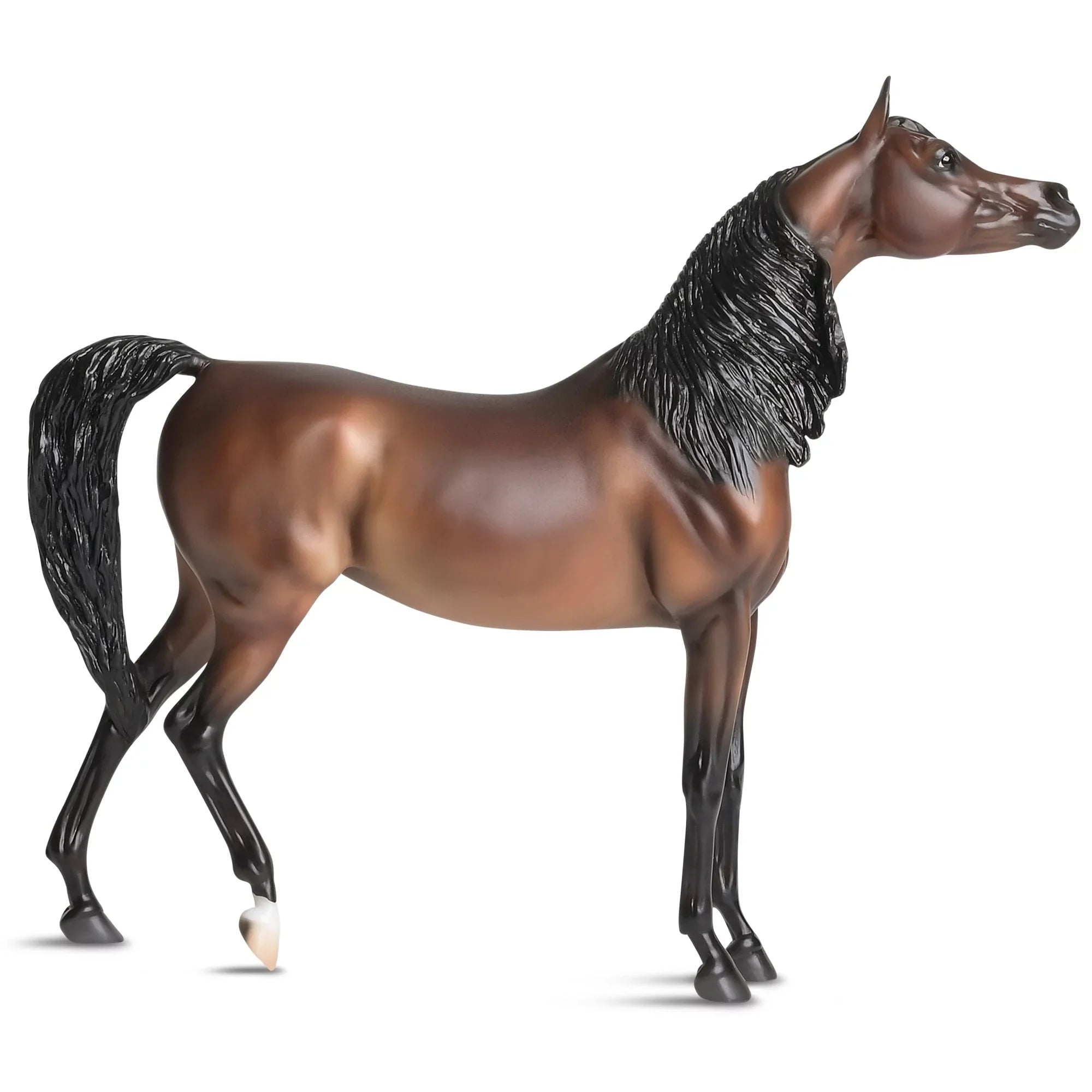The Traditional Sizeeries - RD Marciea Bey, Champion Arabian