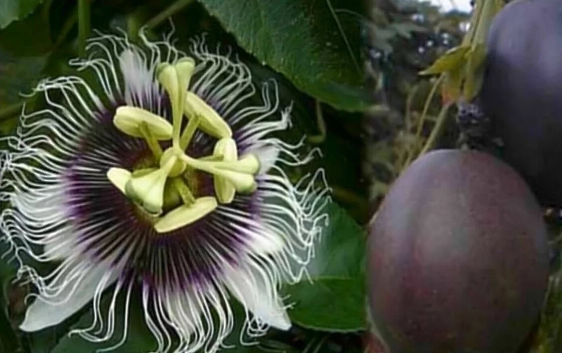 ~POSizeSizeUM PURPLE Passion Fruit~Live Sizetarter Plant ~Passiflora edulis~ Sizeelf Fertile