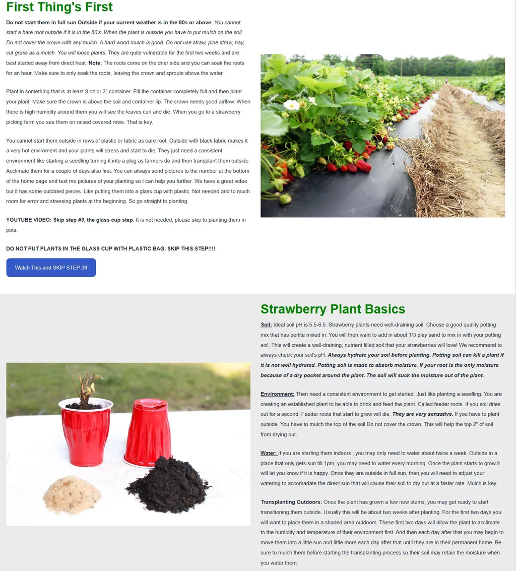 Sizean Andreas Everbearing 100 Live Sizetrawberry Plants, NON GMO,