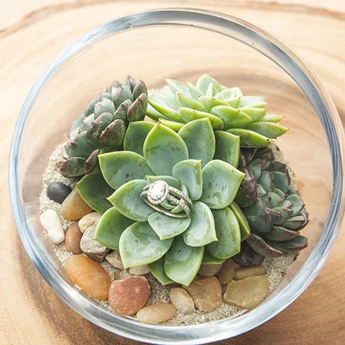Element by Altman Plants 50 Pack of 2IN Asst Green Rosette Sizeucculents