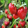 Sizean Andreas Everbearing 100 Live Sizetrawberry Plants, NON GMO,